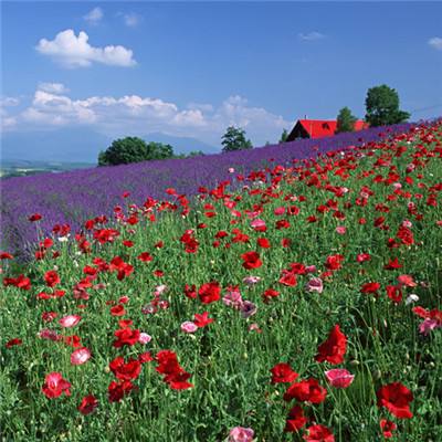 大发黄金版888下载下载手机版